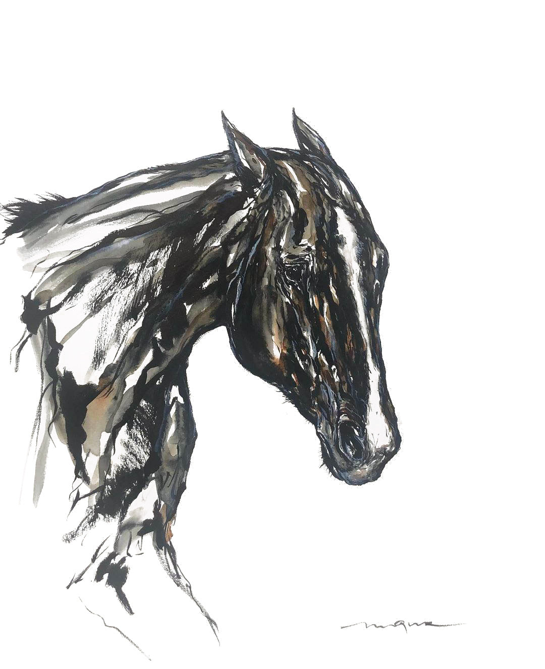STUDY OF CALIFITA